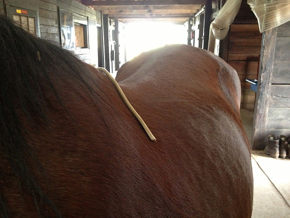 Horse is by double white doors under apartment area