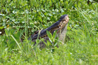 IMG_0255 Bellowing