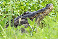 IMG_0259  Bellowing