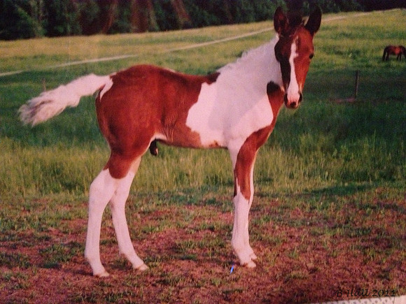 brisco foal