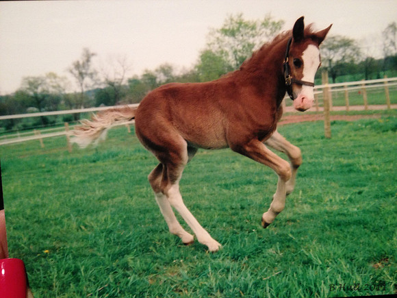 pillo foal