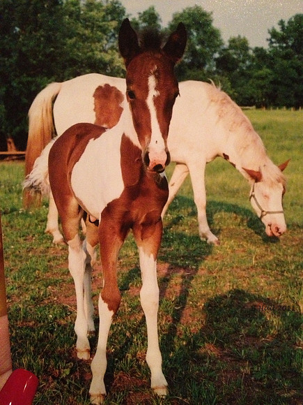 lyra n brisco i