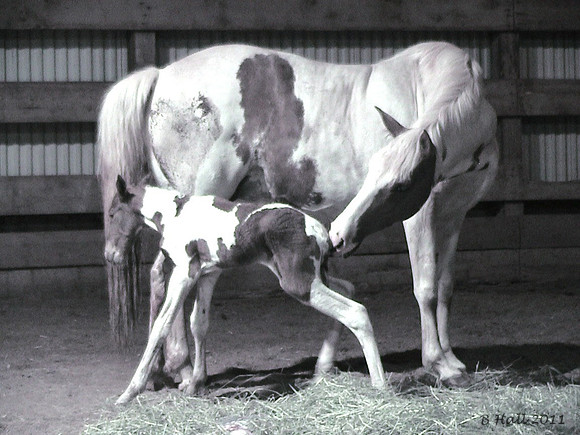 Lyra n white buffalo