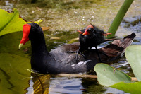 Common Gallinule Chicks