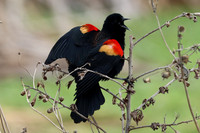 2026 Birds