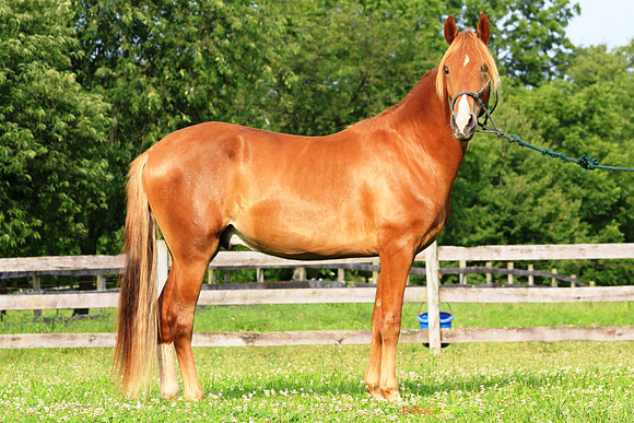 Cuervo II