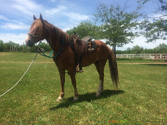 Cuervo June 14