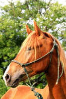 Cuervo V