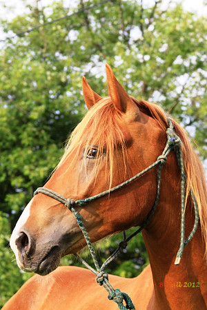 Cuervo V