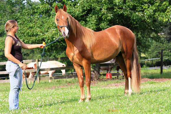 Cuervo IV