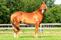 Cuervo III