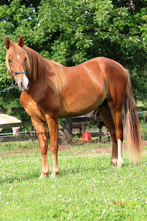 Cuervo I