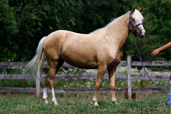 _MG_2638