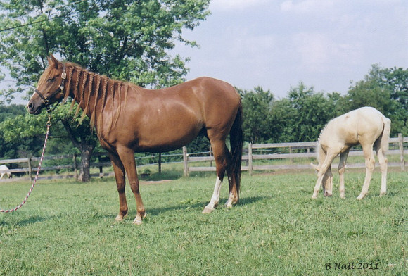 Carlita