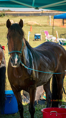 Snip Fair Hill